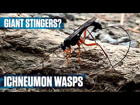 Parasitic Ichneumon Wasp
