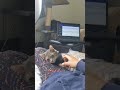 Grey Tabby Cat Just Wants To Be Spoiled Shorts