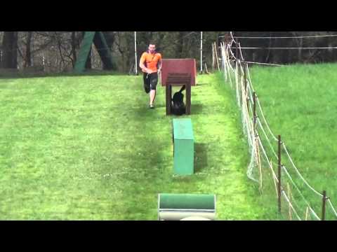 2016 04 17 THS Höcherberg Dominic u Demon Hindernisbahn 2