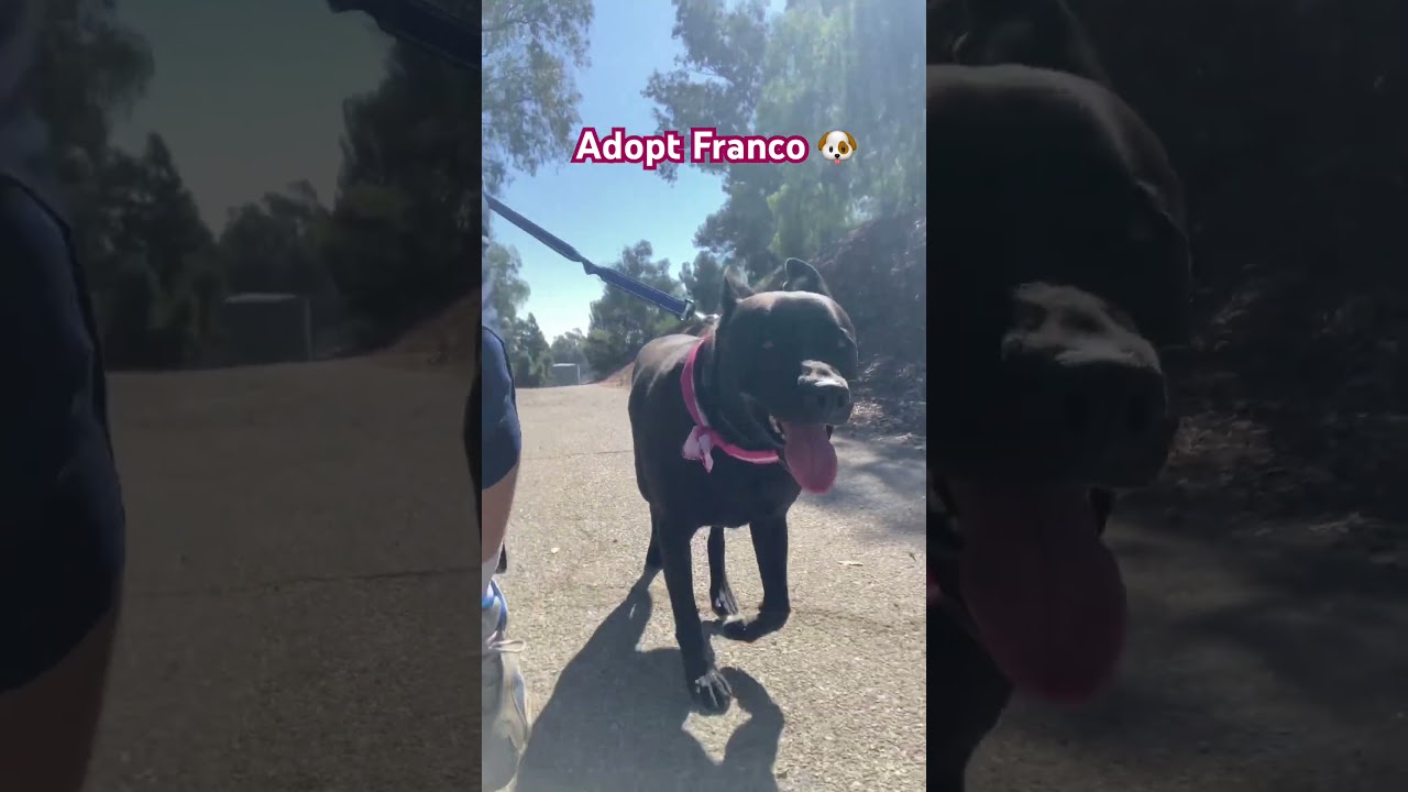 FRANCO, a Adoptable mixed breed in Pasadena, CA video 5/5