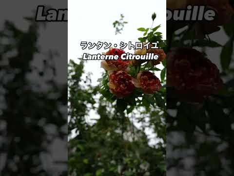 キョウチクトウ豆は切ったほうがいいですか？いつ、どのように行うのですか?ちょっとしたメンテナンスガイド  庭園