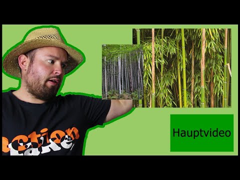 Bambus: Standort, Pflanzung, Arten | Flol