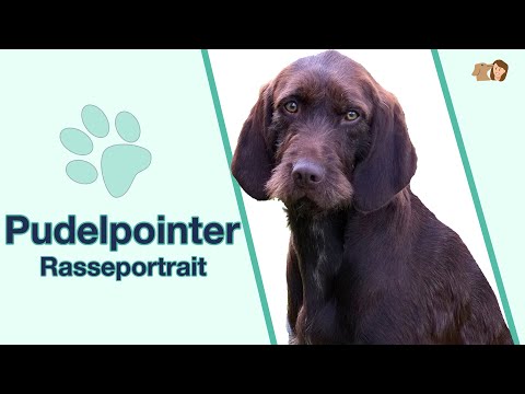 Poodle Pointer in Breed Portrait: The Versatile Hunting Dog