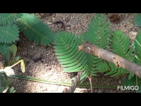 Mimosa pudica ( தொட்டாற்சுருங்கி)