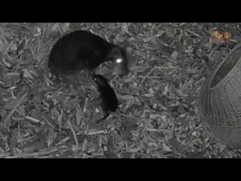 クイックカット。ポーランドのカメラに映った珍しいネズミの鹿が誕生 (Quick Cut: A rare mouse deer is born on camera in Poland)