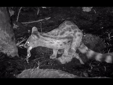 Large Spotted Genet eating frogs (ZOOM)