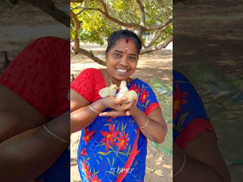 😍 New born chick 🐣 in our farm | Amma so happy☺️ | ts family✨ #chick #chicken #shorts