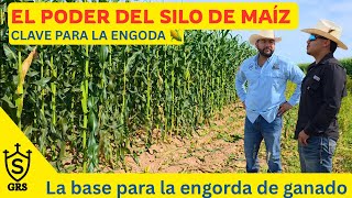 The power of corn silage: the foundation of profitable fattening
