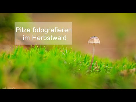 Pilze fotografieren im Herbstwald