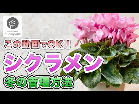 丈夫なシクラメン:春の予感