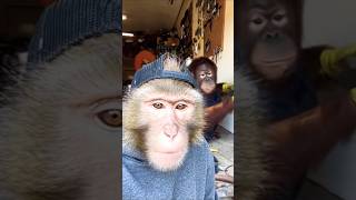 Monkey Vlog - Repair gone Wrong #monkey #vlog #funny