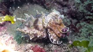 preview picture of video '鼻頭角 火焰花枝 Flamboyant cuttlefish'