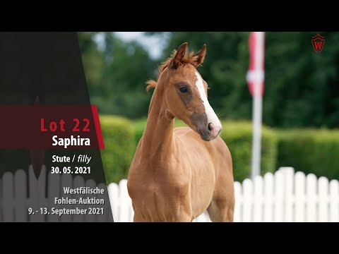 Fohlen-Auktion Lot 22  Saphira Stute v. Sir Heinrich - Dimaggio