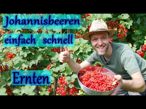 Johannisbeeren einfach ernten