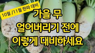 가을 무 얼어버리기 전에 이렇게 대비하세요