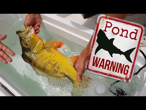 Stocking Aquarium With CRAZY AMAZON FISH *Pond MONSTER*