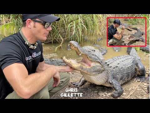HUGE TRAINED ALLIGATORS - know their names and come when called!
