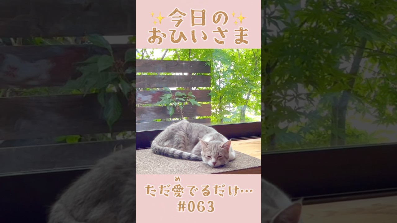 我が家のおひいさまイヴ#063。成長のひとコマ…ただ愛でるだけ#shorts