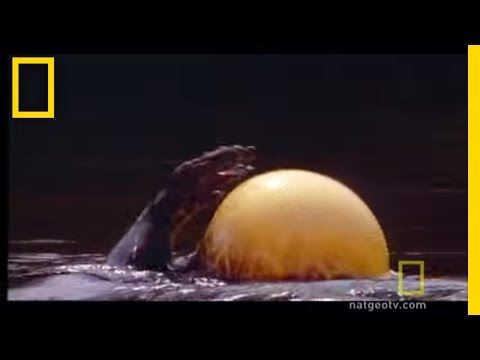 Nafukovací ryba se ubránila vydře