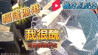 福隆漁港 我很醜 可是我很好吃