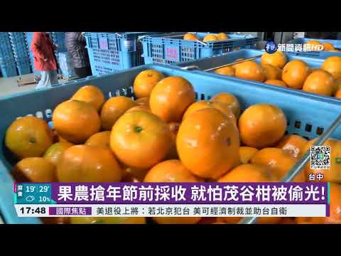 茂谷柑盛產防賊覬覦 警助農"護果"