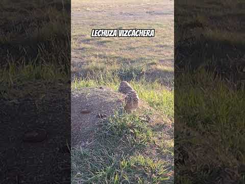 Lechuzas Vizcacheras.Los Molles,San Luis.🇦🇷