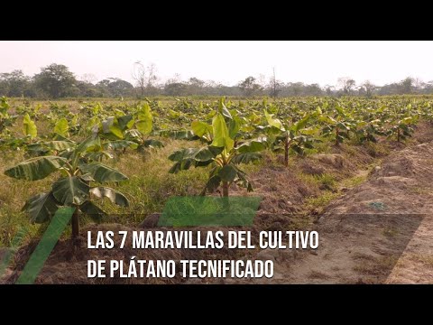 , title : 'Las 7 maravillas del cultivo de plátano tecnificado - TvAgro por Juan Gonzalo Angel Restrepo'