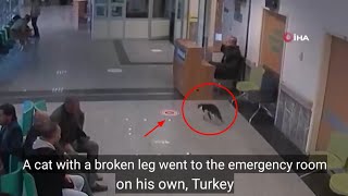 A cat with a broken leg went to the emergency room on his own, Turkey