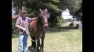 preview picture of video 'Your horse will treat you in a different way. Horsemanship tips'