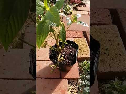 オダマキ 多年草 冬