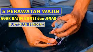 Download lagu 5 Perawatan Wajib Perkutut Agar Rajin Bunyi dan Jinak mp3