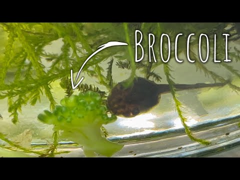 Feeding Tadpoles for Beginners!