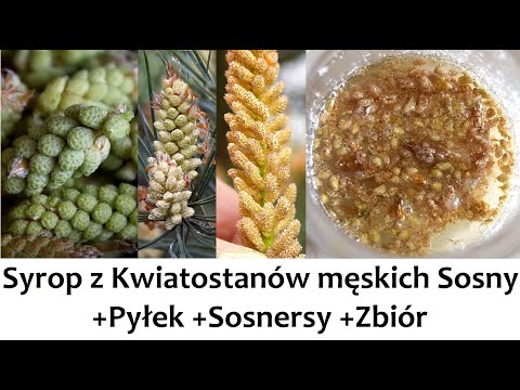 , title : 'Syrop z Kwiatostanów męskich Sosny (+Pyłek, Sosnersy, Zbiór) ZŻ93'