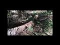 Pelik Tapi Benar Pokok Kelapa Sawit Melingkar Seperti Ular