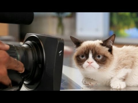 Grumpy Cat Movie In Works After Film Deal; Oprah Winfrey Harvard Commencement Speech
