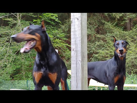 Are 2 Doberman Pinschers Better than 1?