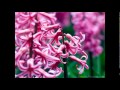 William Byrd: Sweet and Merry Month of May