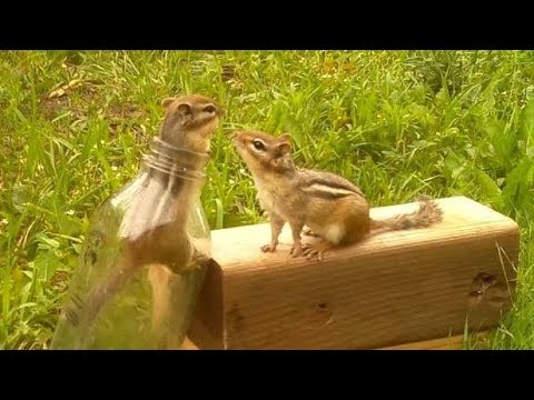 Chipmunk in a bottle experiment Video