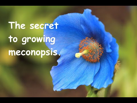 The secret to growing meconopsis