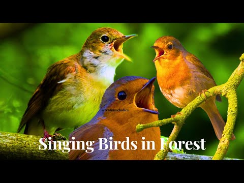 Most Beautiful Bird Songs - Birds singing in the forest