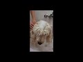 I breathed the bubbles (tiktok meme) #shorts