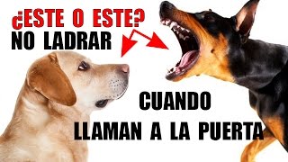 Como Evitar que tu Perro LADRE cuando Llaman a la Puerta (INFALIBLE)