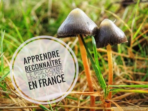 Guide Complet Identification Psilocybe semilanceata en français Liberty Cap Psylos Truffe Psilo 2022