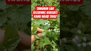 Download lagu tanaman berkhasiat untuk menyembuhkan luka. daun babadotan. mp3 Download lagu tanaman berkhasiat untuk menyembuhkan luka. daun babadotan. mp3