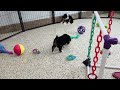 Miniature Bernese Mountain Dog dogs for sale: Trina - Video 1