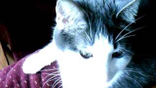 Kittie - Until The End