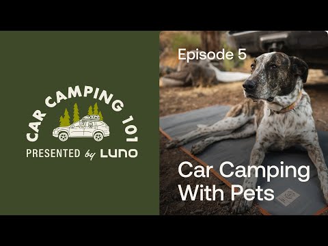 How to Camp with Your Pets | Car Camping 101 - Ep. 5