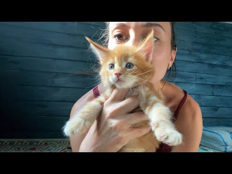 MAINE COON KITTENS BARK AND RESENT THE TRIMMING OF THEIR CLAWS