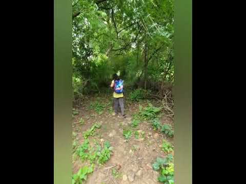 Aashi's journey with nature 🌴