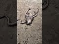 Asmr Fart